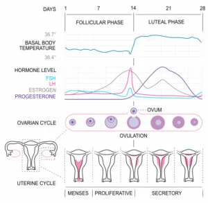 Schematic sketch of the female hormonal cycle